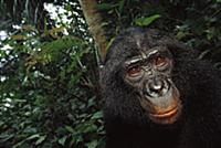 Bonobo (Pan paniscus), portrait of a male, ABC San