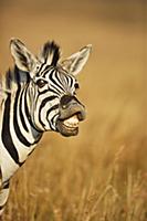 Burchell's Zebra (Equus burchellii) reacting to pa