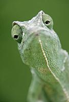 African Chameleon (Chamaeleo africanus) portrait, 