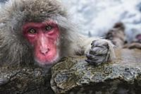 Japanese Macaque (Macaca fuscata) female resting a