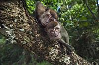 Long-tailed Macaque (Macaca fascicularis) juvenile