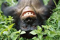 Bonobo (Pan paniscus) smiling while laying on grou