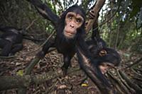 Eastern Chimpanzee (Pan troglodytes schweinfurthii