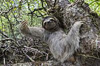 Pygmy Three-toed Sloth (Bradypus pygmaeus), Isla E