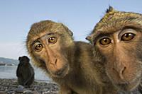 Long-tailed Macaque (Macaca fascicularis) group, K