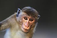 Toque Macaque (Macaca sinica) juvenile, Polonnaruw