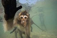 Long-tailed Macaque (Macaca fascicularis) group lo