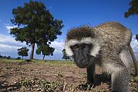 Black-faced Vervet Monkey (Cercopithecus aethiops)