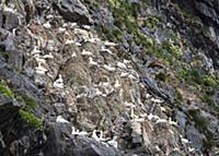 Northern Gannet (Morus bassanus) group nesting on 