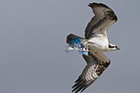 Osprey (Pandion haliaetus) carrying plastic bag, M