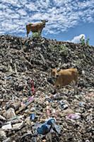 Domestic Cattle (Bos taurus) pair in plastic trash