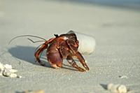 Hermit Crab (Paguroidea) living in plastic cup, Ma