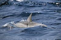 Spinner Dolphin (Stenella longirostris) with white