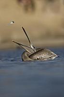 Brown Pelican (Pelecanus occidentalis) juvenile to