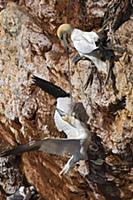 Northern Gannet (Morus bassanus) tangled up in fis