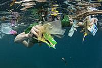 Plastic trash collected by snorkeler, Lesser Sunda