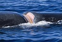 Humpback Whale (Megaptera novaeangliae) entangling