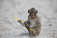 Long-tailed Macaque (Macaca fascicularis) playing 