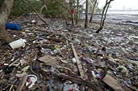 Polluted mangrove forest and beach littered with t