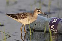 Wood Sandpiper (Tringa glareola) adult, non-breedi