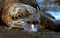 Pacific Green Turtle (Chelonia mydas agassisi) adu