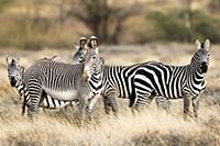 Grevy’s Zebra (Equus grevyi) and Burchell’s Zebra 