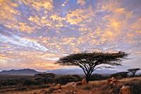 Acacia (Acacia sp) tree at Sunrise, El Barta, Keny