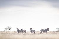 Grevy’s Zebra (Equus grevyi) group in savanna, El 