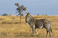 Grevy’s Zebra (Equus grevyi) and Burchell’s Zebra 