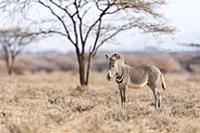 Grevy’s Zebra (Equus grevyi) foal, Westgate Commun