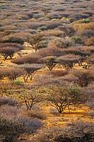 Red-bark Acacia (Vachellia reficiens) trees growin