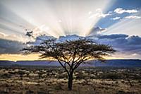 Acacia (Acacia sp) trees at sunset, northern Kenya