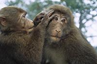 Tibetan Macaque (Macaca thibetana) one grooming an