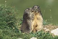 Alpine Marmot (Marmota marmota) adults allogroomin