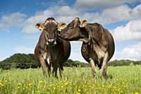 Domestic Cattle, Brown Swiss dairy cows, standing 