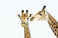 Northern Giraffe (Giraffa camelopardalis) pair, iS