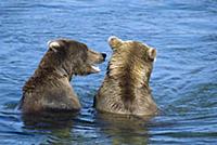 Grizzly Bear (Ursus arctos horribilis) pair of you