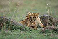 African Lion (Panthera leo) pair of three month ol