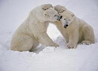 Polar Bear (Ursus maritimus) pair wrestling, Churc