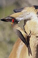 Red-billed Oxpecker (Buphagus erythrorhynchus) on 