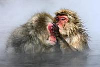 Japanese Macaque (Macaca fuscata) pair grooming in