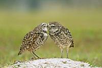 Burrowing Owl (Athene cunicularia) pair preening e