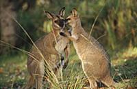 Whiptail Wallaby (Macropus parryi) affectionate pa