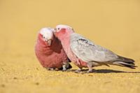 Galah (Eolophus roseicapilla) pair preening, Austr