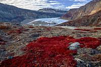 Tundra plants and glacier, Scoresby Sound, Greenla