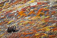 Muskox (Ovibos moschatus) in tundra in autumn, Sco