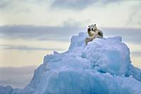 Polar Bear (Ursus maritimus) rolling on iceberg, S