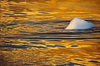 Ice floating on surface at sunset, Scoresby Sound,