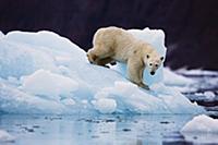 Polar Bear (Ursus maritimus) on iceberg, Scoresby 