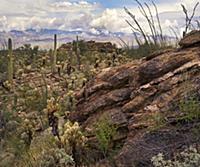 Saguaro (Carnegiea gigantea) and Opuntia (Opuntia 